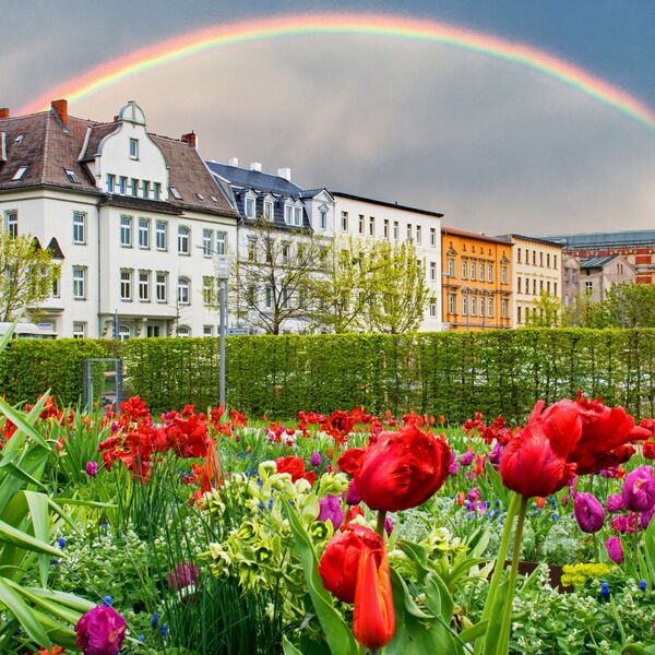 Blick über eine Blumenwiese und eine Reihe von Bäumen auf historische Hausfassaden unter einem Regenbogen